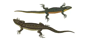 Hahn: Common or Viviparous Lizards