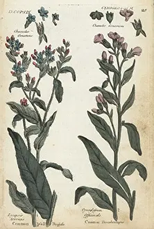Principally: Common wall bugloss and houndstongue