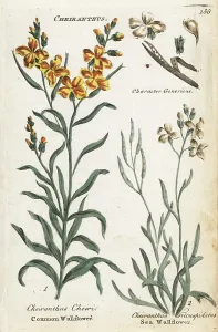 Principally: Common wallflower and sea stock
