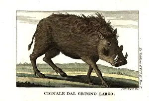 Vaillant: Common warthog, Phacochoerus africanus
