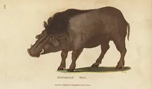 G. Kearsley: Common warthog, Phacochoerus africanus