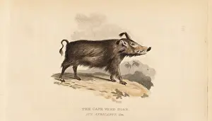 Cuvier: Common warthog, Phacochoerus africanus