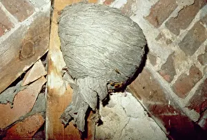 Vespidae: Common wasp nest
