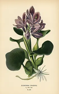 Crassipes: Common water hyacinth, Eichhornia crassipes