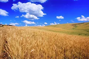 Triticum: Common Wheat Field Ready to Harvest Under White Clouds in