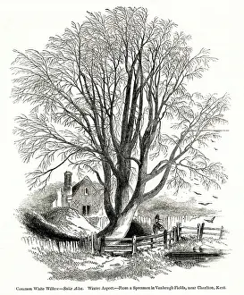 Vanbrugh: Common White Willow tree, Salix Alba