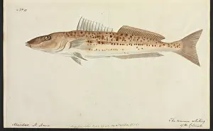 Ray Finned: The common whiting
