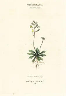 Verna: Common whitlow grass, Erophila verna