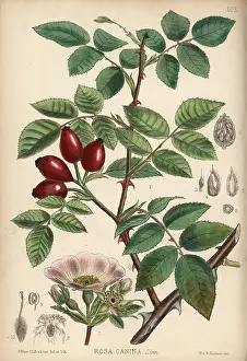 Hanhart: Common wild rose, Rosa canina