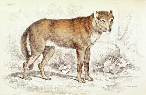 Tundra: Common wolf (Canis lupus)
