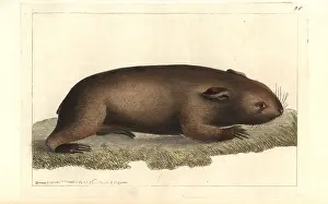 Leach: Common wombat, Vombatus ursinus