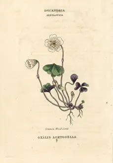 Oxalis: Common woodsorrel, Oxalis acetosella