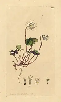 Oxalis: Common woodsorrel, Oxalis acetosella