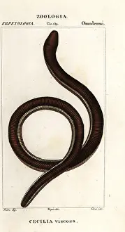 Amaranth: Common yellow-banded caecilian, Ichthyophis glutinosus