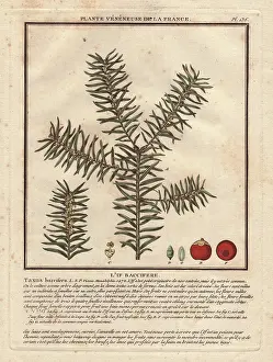 Taxus: Common yew tree, Taxus baccifera