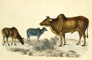 Zebu: The Common Zebu and Small Zebu