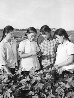 Graft: Communist China - agricultural training