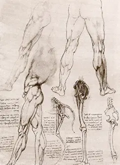 Comparative: Comparative Anatomy of a Human Leg and the Leg of a Dog