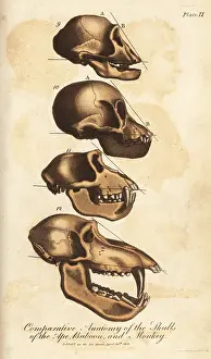 Sibly: Comparative anatomy of the skulls of the ape