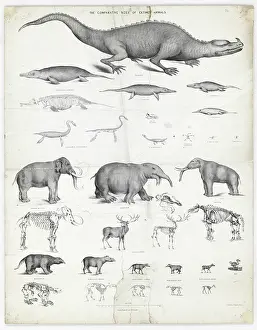 Mastodon: The comparative sizes of extinct animals