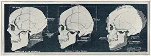Teuton: Comparison of British & German skull shapes, WW1