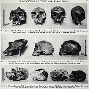 Simian: Comparison of human and Simian skulls
