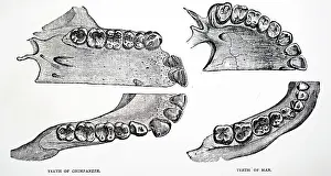 Chimpanzee: Comparison of teeth of man and chimpanzee