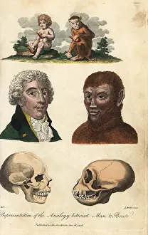 Sibly: Comparisons of man and ape