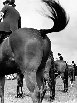 Flick: Competitors at the Windsor Horse Show