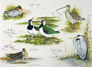 Bowles: Composite of Birds ' Curlew, Heron etc