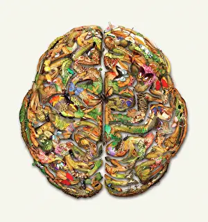 Collage: Composite brain picture