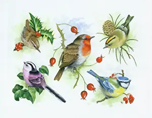 Composite design of 5 birds
