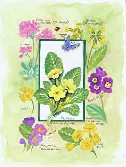 Comerford: Composite design of flowers