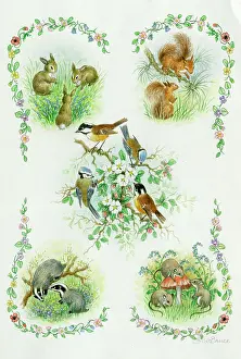 Badgers: Composite picture of rabbits, squirrels, birds, badgers, mic