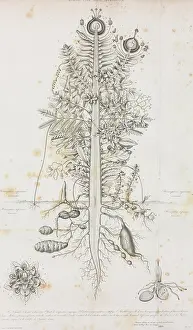 Turpin: Composite Plant illustration