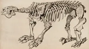 Lima: Composite skeleton of a Megatherium (London, 1830)