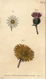Taraxacum: Compound flowers: daisy Bellis perennis, thistle