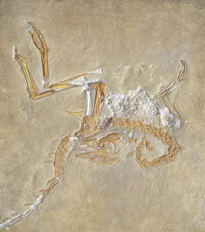 Compsognathidae: Compsognathus