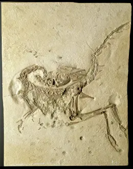 Compsognathidae: Compsognathus