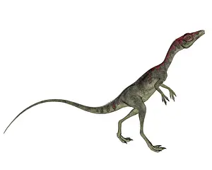 Longipes: Compsognathus dinosaur