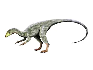 Longipes: Compsognathus dinosaur