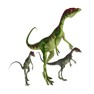 Offspring: Compsognathus dinosaur with offpsring