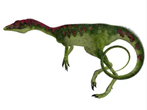 Longipes: Compsognathus dinosaur, side profile