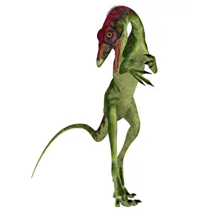 Longipes: Compsognathus dinosaur on white background