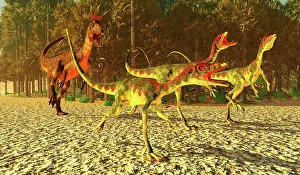 Carnosauria: Compsognathus dinosaurs run for their lives as