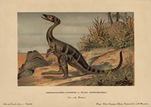 Tiere: Compsognathus longipes, extinct small, bipedal