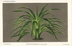 Stroobant: Comte de Kerchove de Denterghem's screw pine