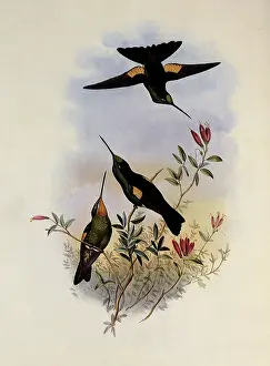 Comte: Comte de Paris, Helianthea Luteti...ae