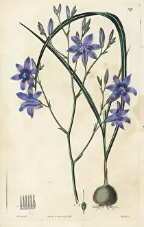Campanulata: Conanthera campanulata