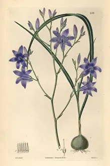 Campanulata: Conanthera campanulata